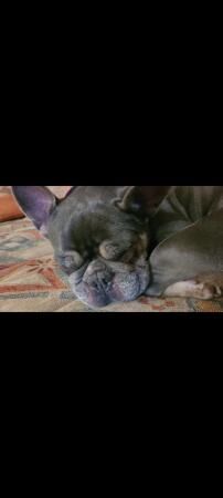 French bulldog looking for loving home for sale in Atherstone, Warwickshire - Image 2