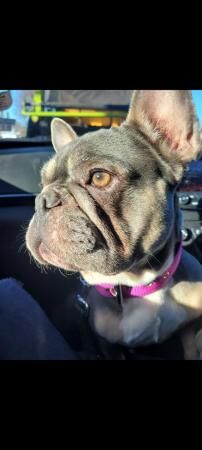 French bulldog looking for loving home for sale in Atherstone, Warwickshire - Image 3