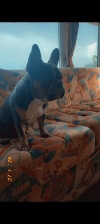 French bulldog looking for loving home for sale in Atherstone, Warwickshire - Image 4
