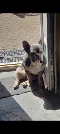 French bulldog looking for loving home for sale in Atherstone, Warwickshire - Image 5