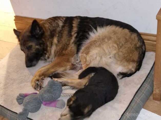 Friendly German shepherd for sale in West Kilbride, North Ayrshire - Image 2