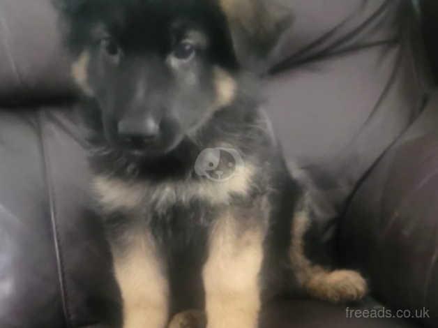 Full german shepherd puppies for sale in Rushden, Northamptonshire