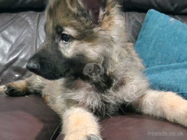 Full german shepherd puppys for sale in Rushden, Northamptonshire - Image 1