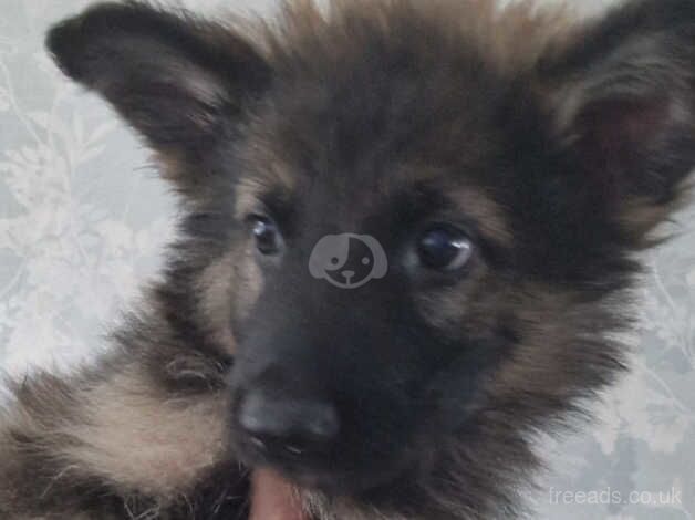 Full german shepherd puppys for sale in Rushden, Northamptonshire - Image 3