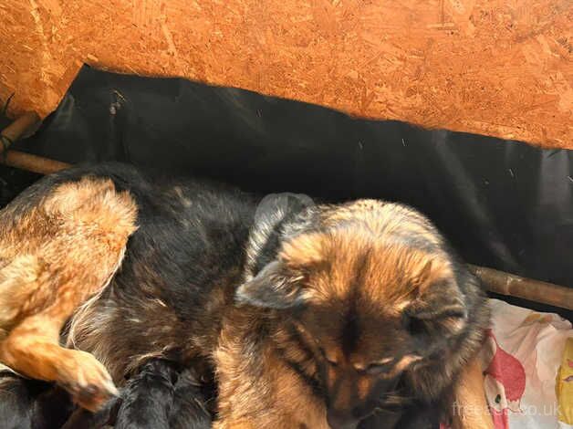 Full german shepherd puppys for sale in Rushden, Northamptonshire - Image 4