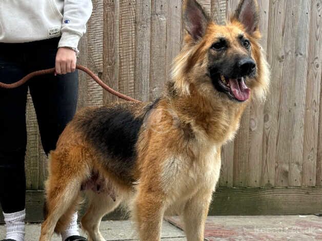 German Shepherds for sale in Wisbech, Cambridgeshire