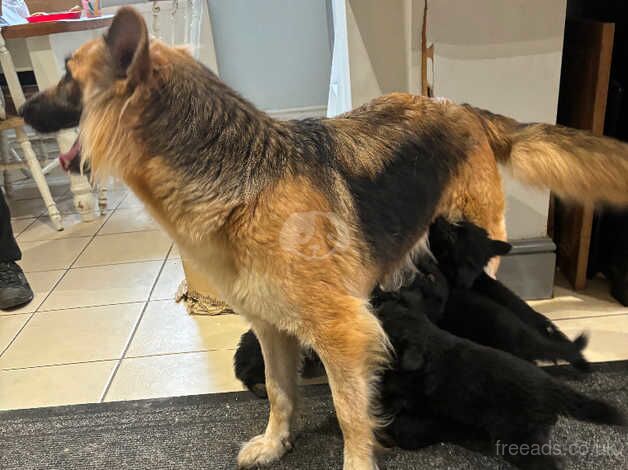 Fully Vaccinated Long Haired KC Female GSDs for sale in Wisbech, Cambridgeshire - Image 5