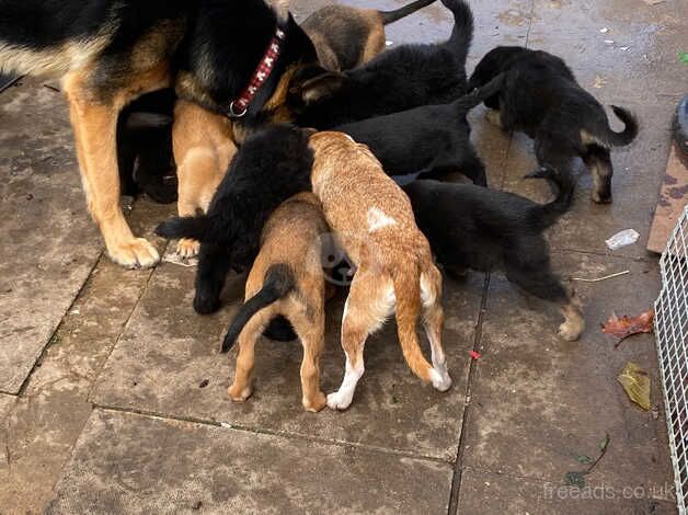 German Shepherd Puppies for sale in Greater London