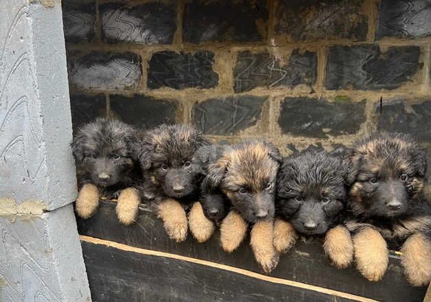 Geman Shepherd Chunky & Cute Puppies for sale in Greenwich, Greenwich, Greater London