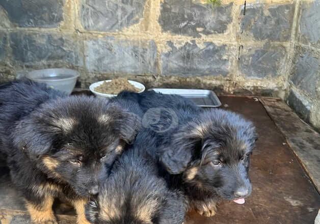 German Shepherds for sale in Greenwich, Greenwich, Greater London