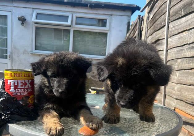 German Shepherd Puppies for sale in Greater London