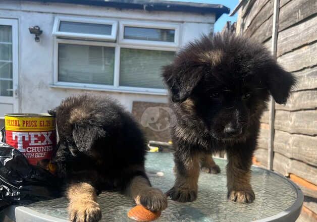 German Shepherd Puppies for sale