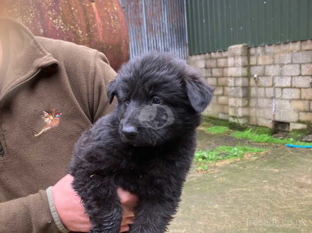 German/Czech shepherd pups for sale in Chippenham, Wiltshire - Image 1