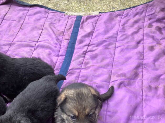 German/Czech shepherd pups for sale in Chippenham, Wiltshire - Image 2