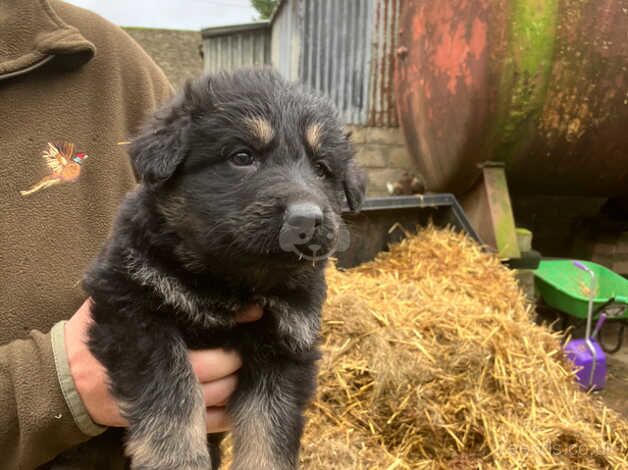 German/Czech shepherd pups for sale in Chippenham, Wiltshire - Image 3