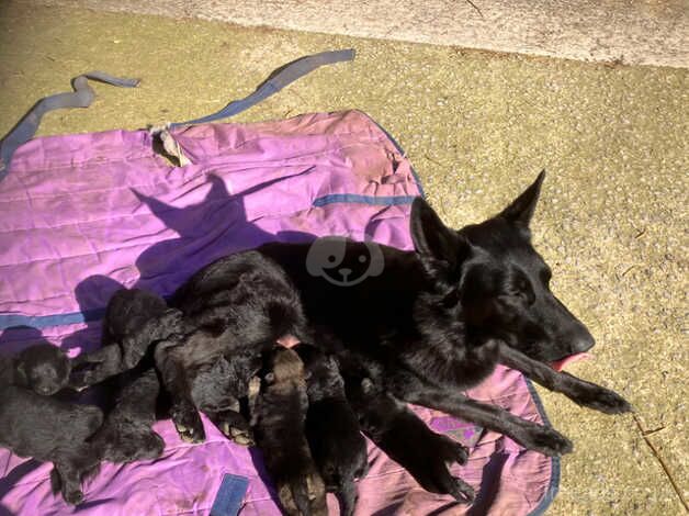 German/Czech shepherd pups for sale in Chippenham, Wiltshire - Image 4