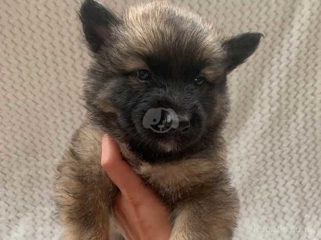 German Shepard. Belgium Shepard 1/4 for sale in Wolverhampton, West Midlands