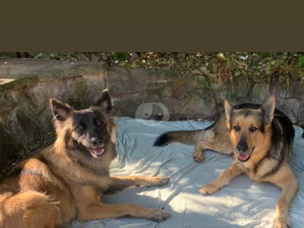 German Shepherds for sale in Wolverhampton, West Midlands