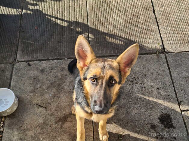 German shepard bitch for sale in Dewsbury, West Yorkshire