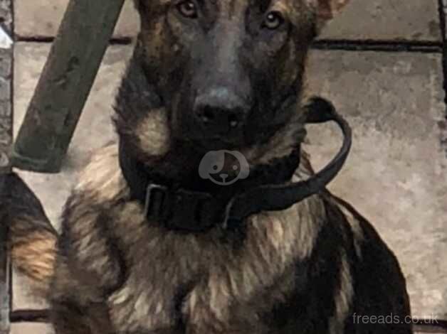 German Shepard boy. for sale in Oldbury, Shropshire - Image 1