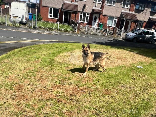 German Shepard female for sale in Manchester, Greater Manchester