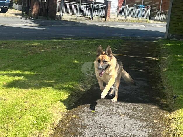 German Shepard female for sale in Manchester, Greater Manchester - Image 2