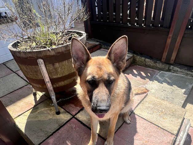 German Shepard female for sale in Manchester, Greater Manchester - Image 3