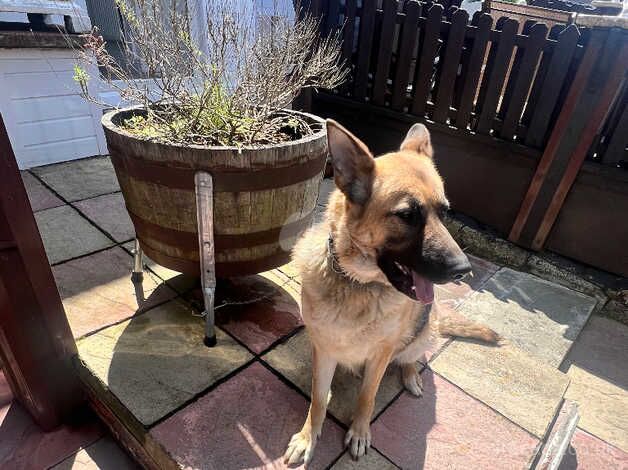 German Shepard female for sale in Manchester, Greater Manchester - Image 4