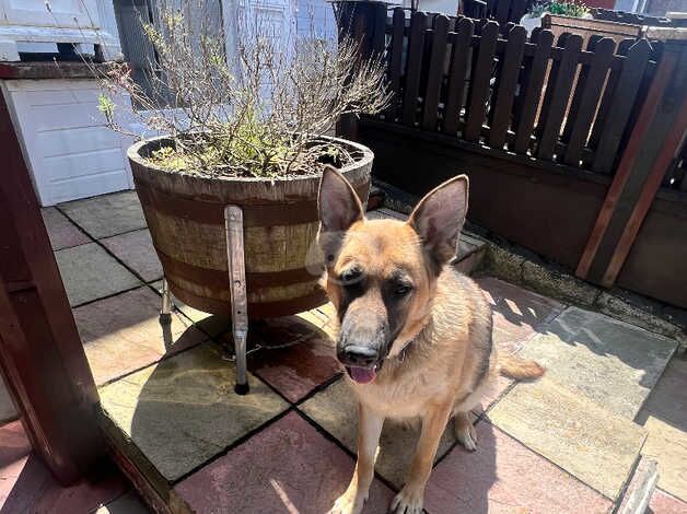 German Shepard female for sale in Manchester, Greater Manchester - Image 5