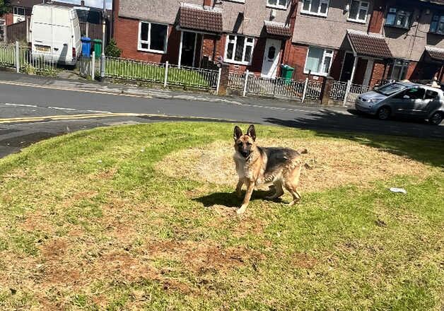 German Shepard female for sale in Manchester, Greater Manchester