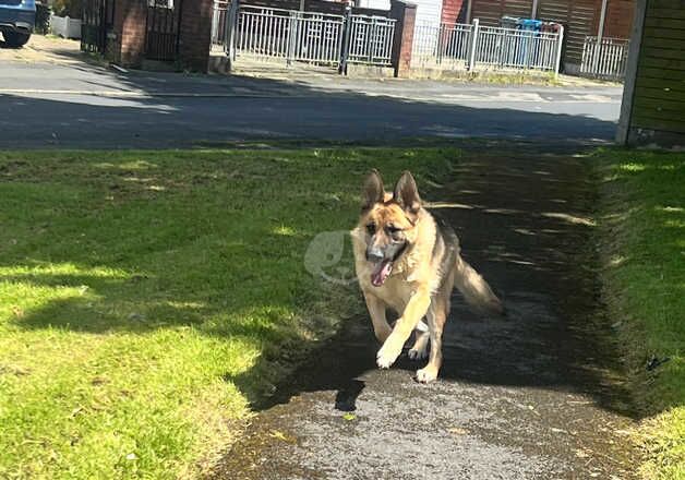 German Shepherds for sale in Manchester, Greater Manchester