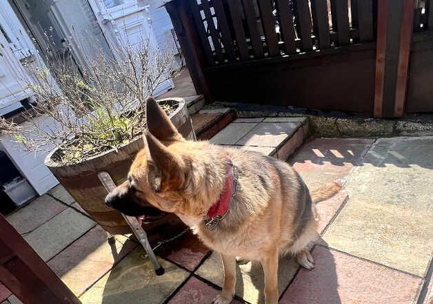 German Shepard female for sale in Manchester, Greater Manchester - Image 4