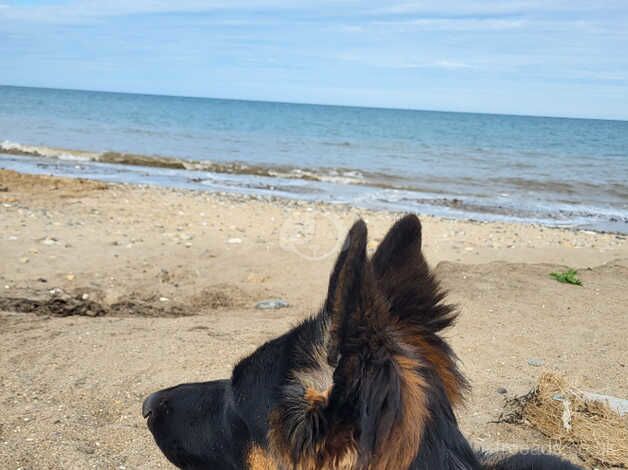 German shepard for sale in Driffield, Gloucestershire - Image 1