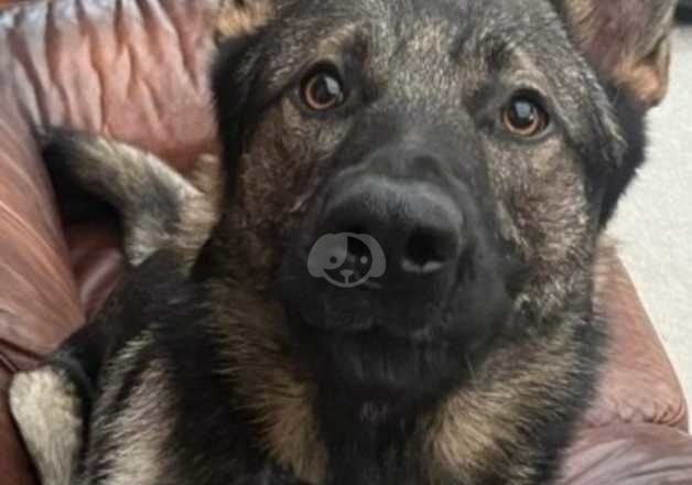 German shepard for sale in Ipswich, Suffolk