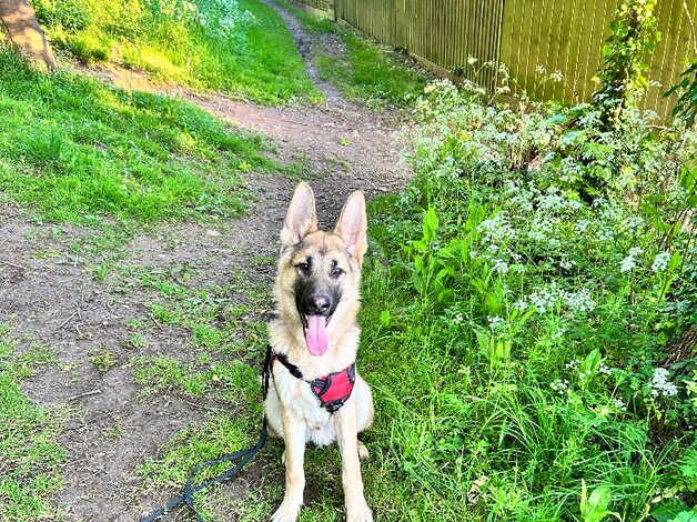 German Shepard for sale in Ledbury, Herefordshire