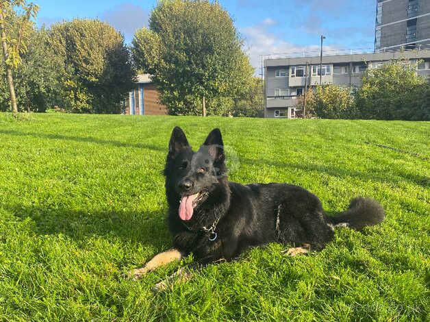 German Shepard Needs A Home for sale in Southwark, London