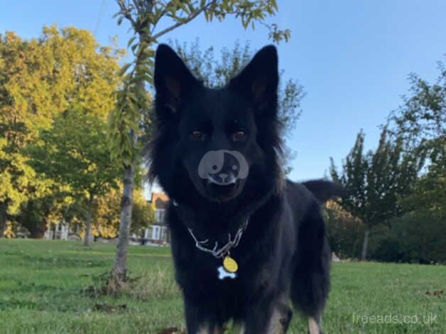 German Shepherd Puppies for sale in London