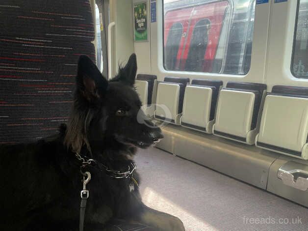 German Shepard Needs A Home for sale in Southwark, London - Image 4