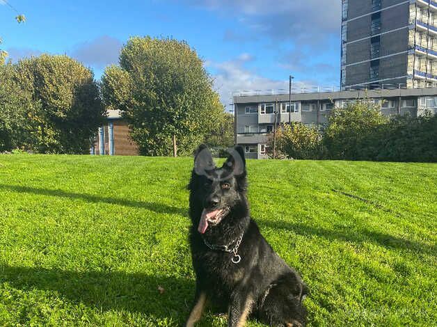 German Shepard Needs A Home for sale in Southwark, London - Image 5