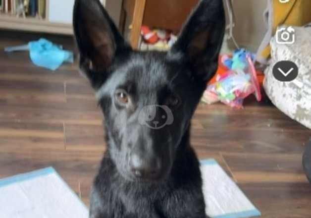 German Shepard pup for sale in Droitwich, Worcestershire