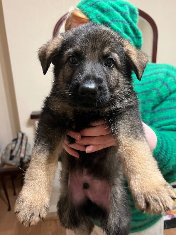 German Shepard puppies for sale in Portadown, County Armagh