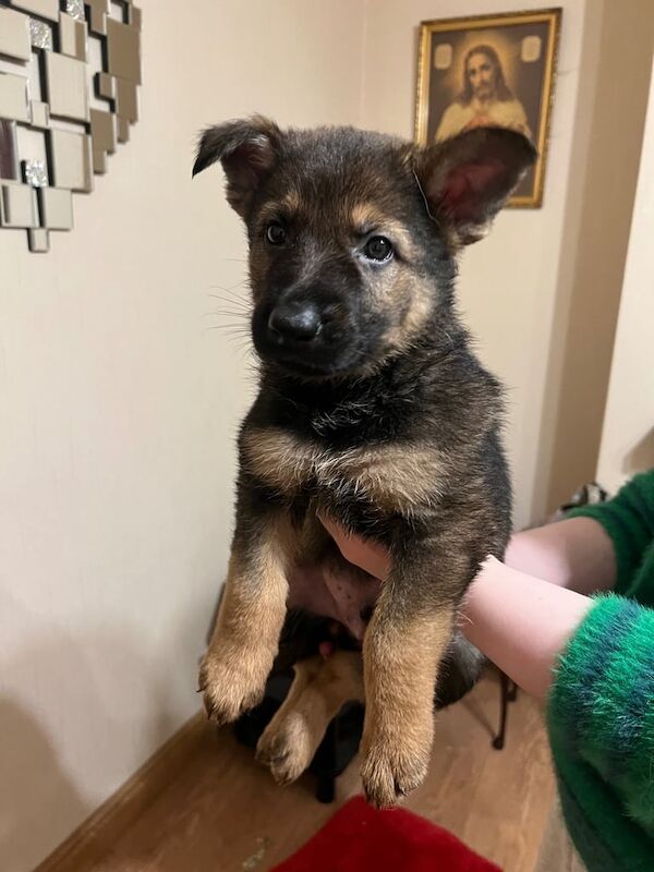 German Shepard puppies for sale in Portadown, County Armagh - Image 2