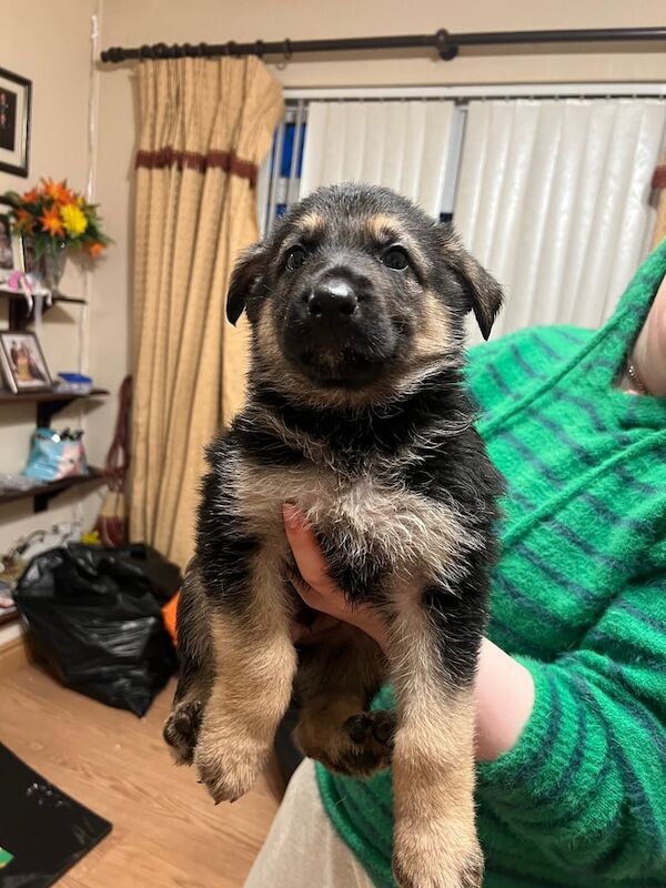 German Shepard puppies for sale in Portadown, County Armagh - Image 3