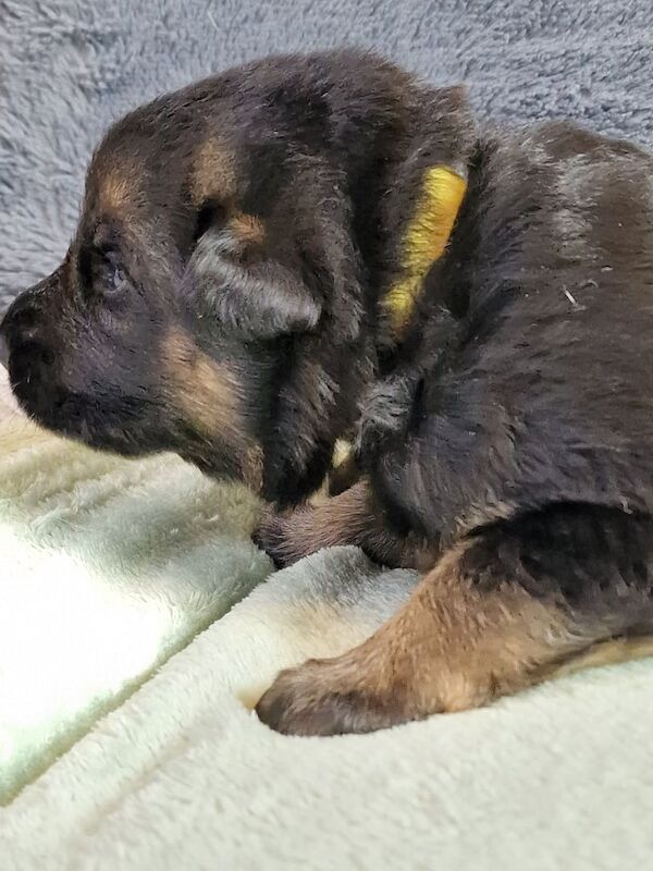 German shepard puppies for sell for sale in Leyland, Lancashire