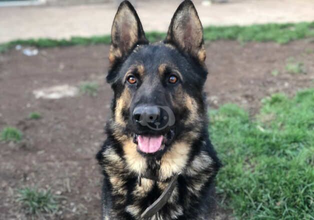 German Shepard puppies for sale in Bradford, West Yorkshire - Image 2