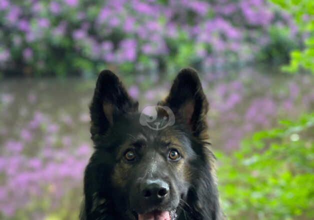 German Shepard puppies for sale in Bradford, West Yorkshire - Image 3