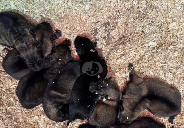 German Shepard puppies for sale in Bradford, West Yorkshire - Image 4