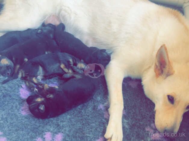 German Shepard puppies for sale in Edinburgh, City of Edinburgh