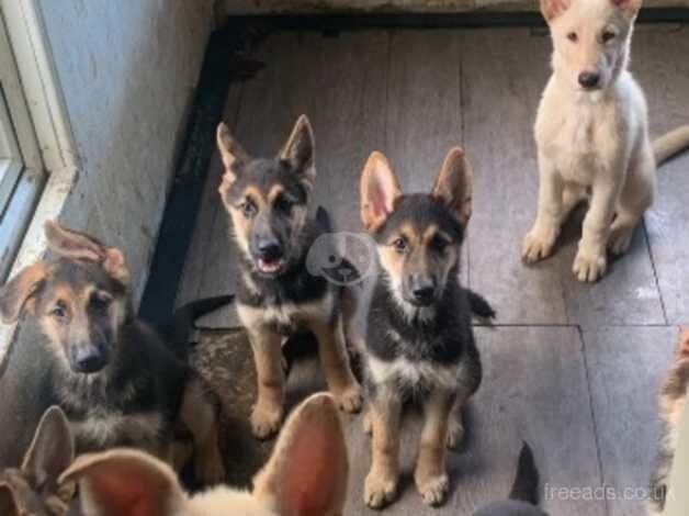 German Shepard puppies for sale in Hounslow, Hounslow, Greater London