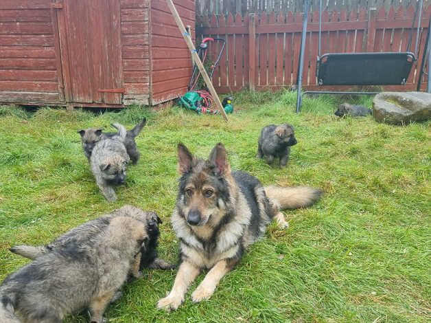 German shepard puppies for sale in Lochgelly, Fife